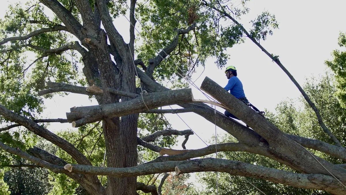Professional Hazardous Tree Removal performed by certified arborists in Holmes
